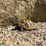 Vorzugstemperatur von Schildkröten