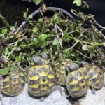 Kleine Griechische Landschildkröten am Golliwoog